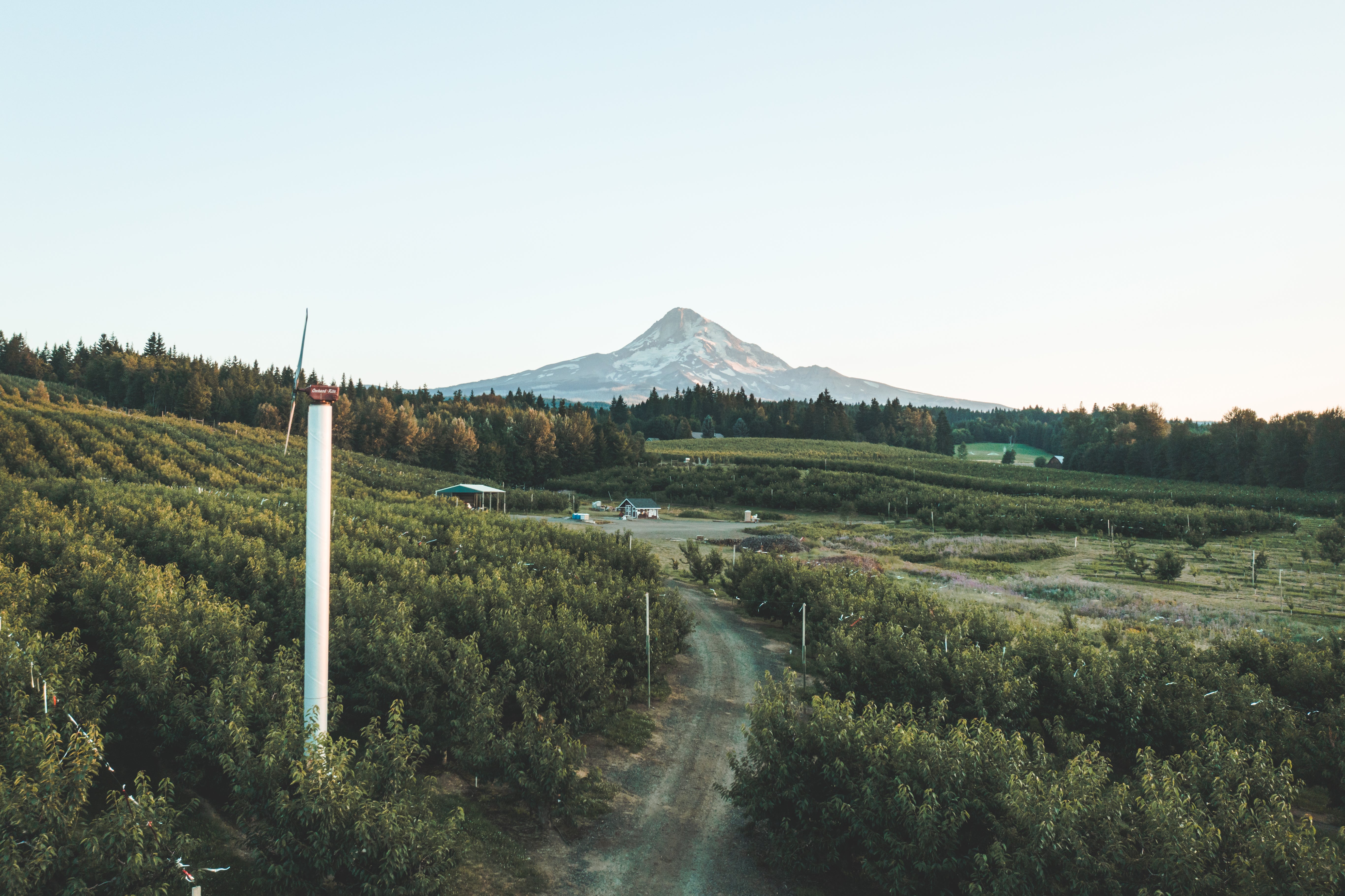 Experience the taste of a true tree-ripened cherry. – Hood River Cherry ...