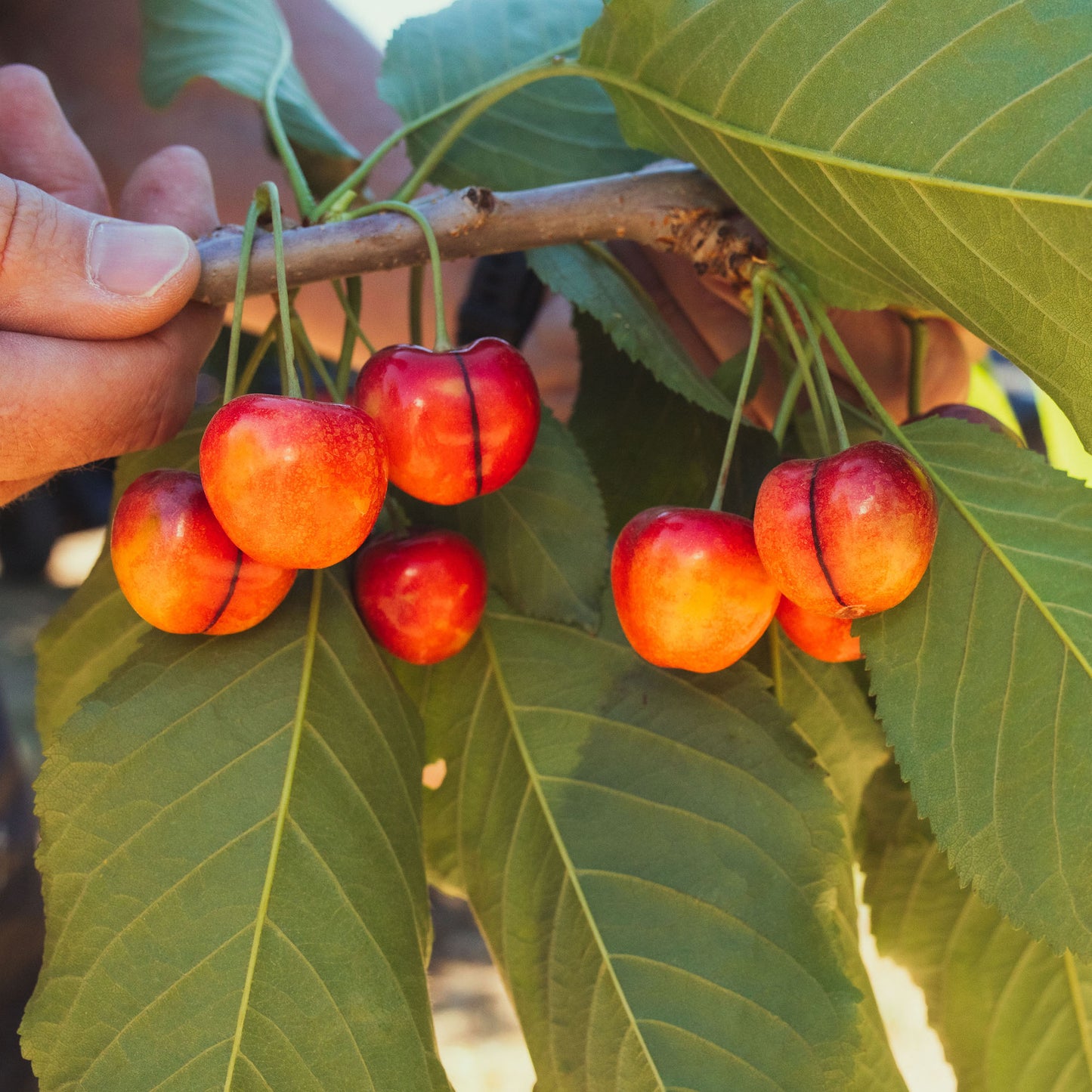 Timberline Cherries (Available: Summer 2026)