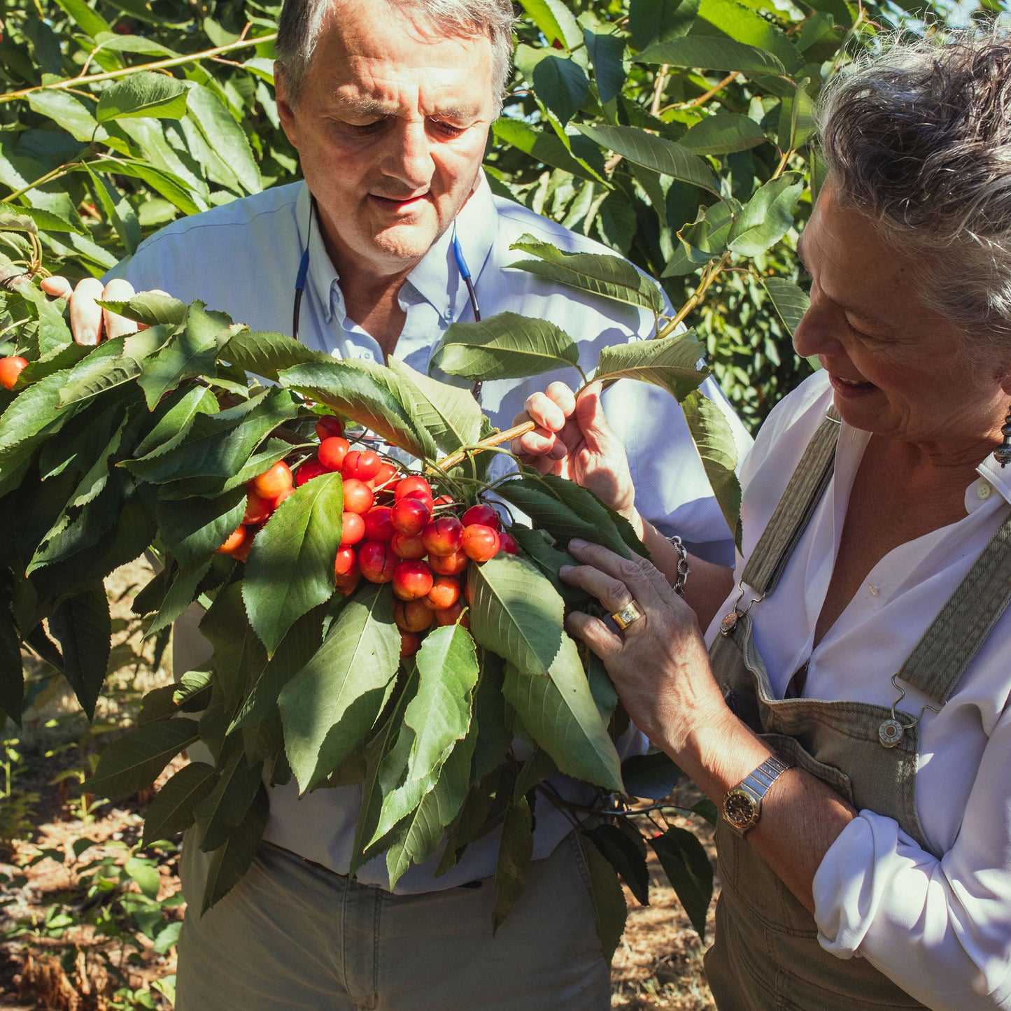 Timberline Cherries (Available: Summer 2026)