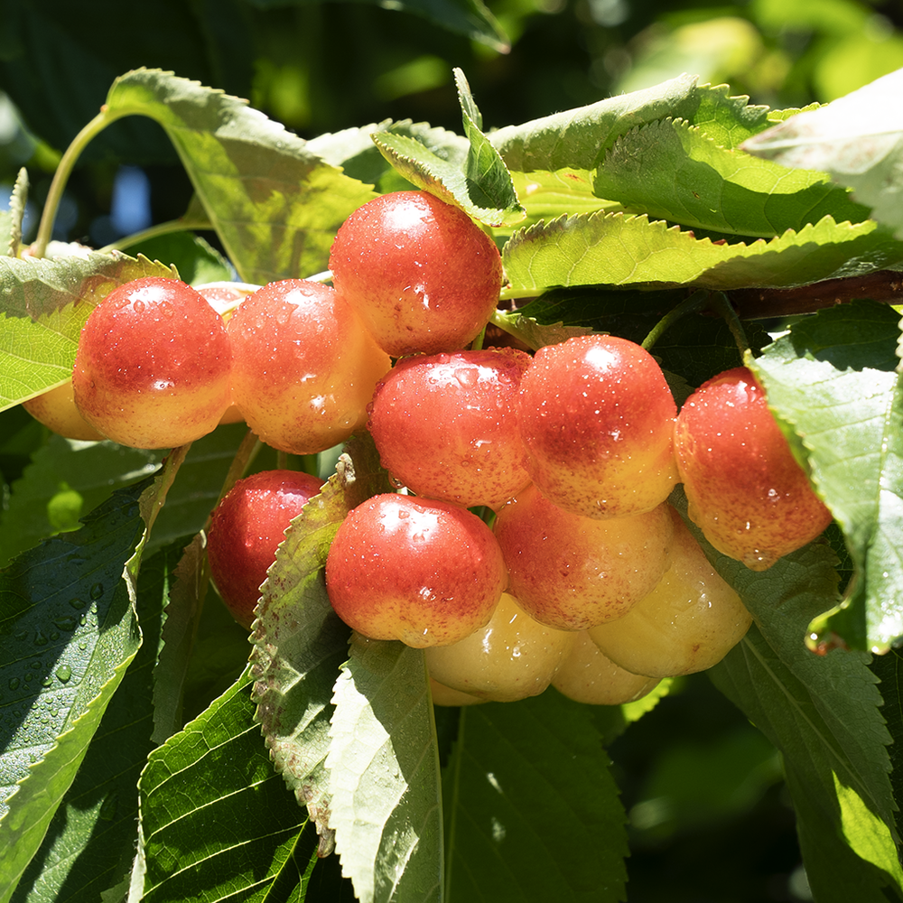 Experience the taste of a true tree-ripened cherry. – Hood River Cherry ...