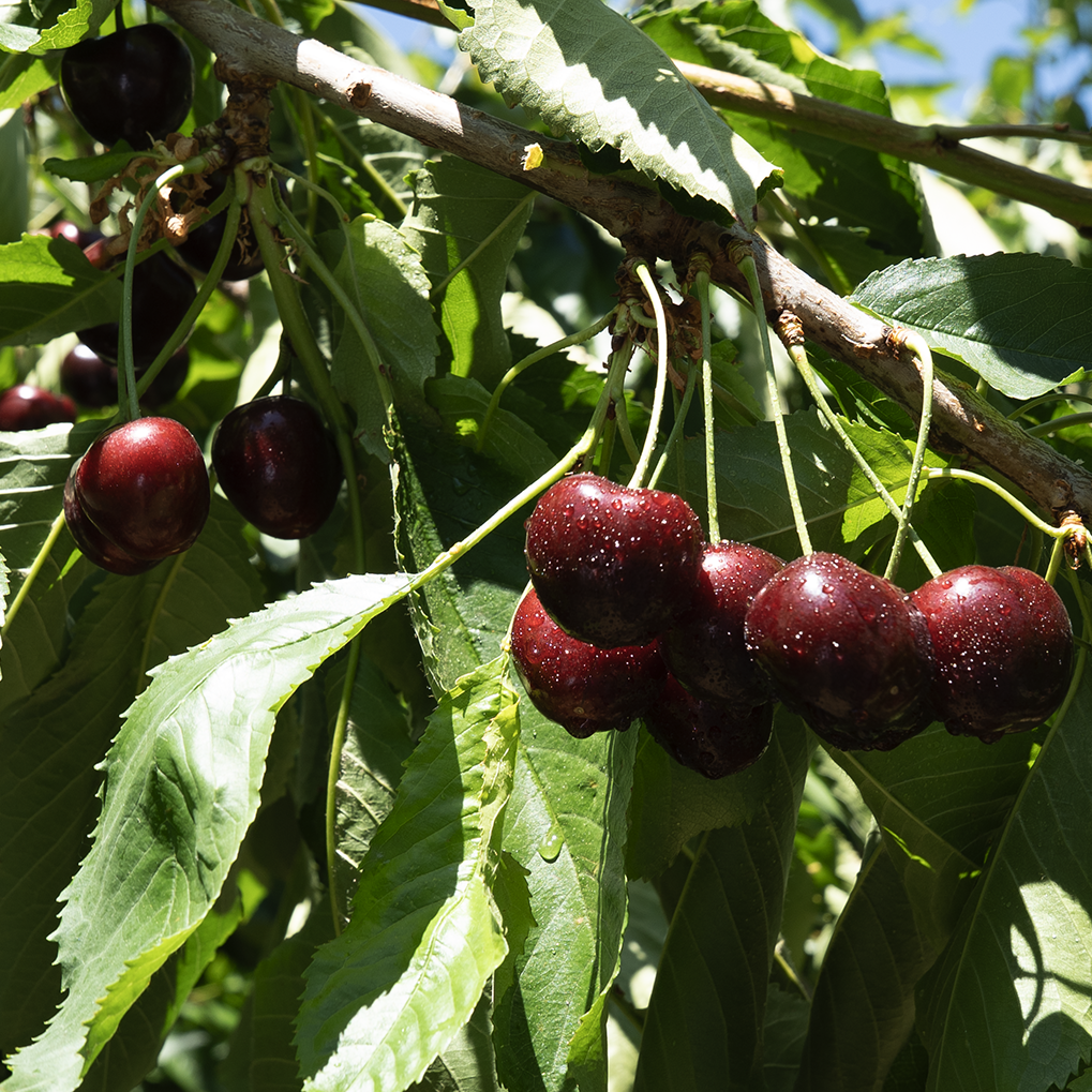 Dark Sweet Cherries (Available: Summer 2026)